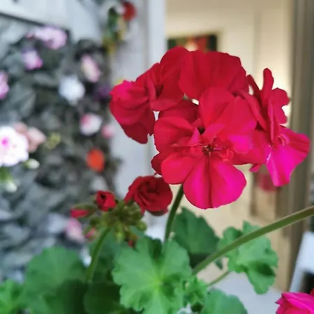 Oda ve Kahvaltı Barbera