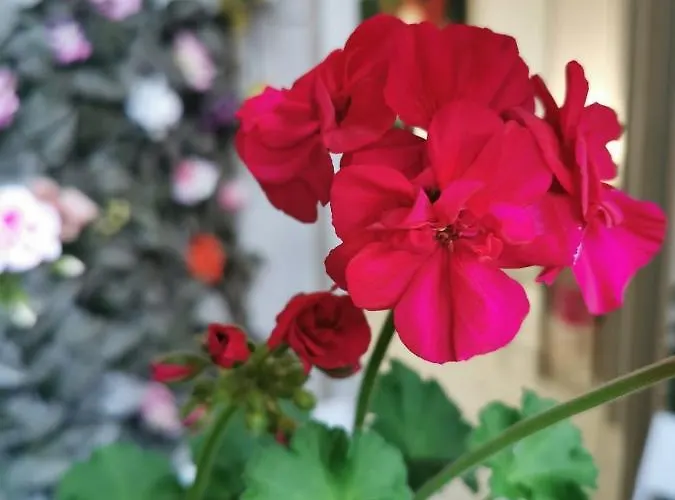 فندق مبيت وإفطار Barbera